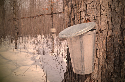 Tapping the sap from a maple tree at a sugar bush