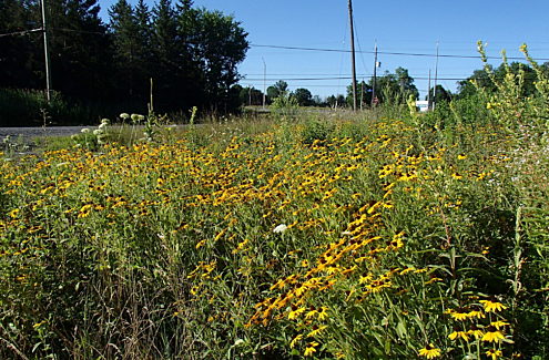 Site 3 (after, 2019): Meadow filled with black-eyed Susans, which are tall, yellow flowers with dark centres.