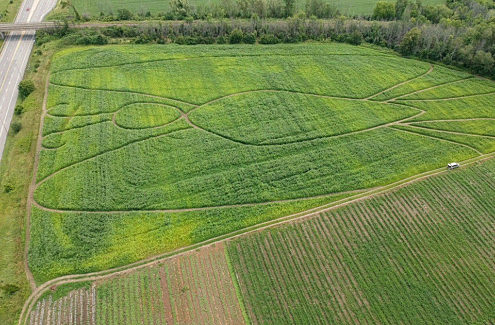 Labyrinthe dans les champs de maïs