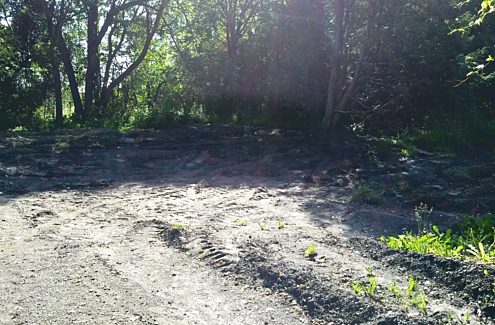 Site 1 (before): Bare ground, no vegetation.