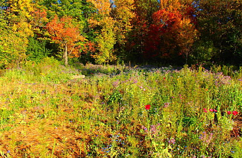 Site 2 (after, 2019): Meadow with blue, pink and red flowers, with fall colours in the background.