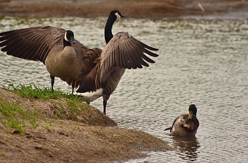 Canada geese and mallard