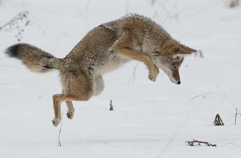 A coyote trying to fin some food in winter