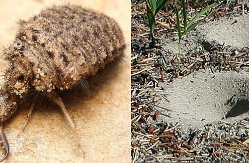 Antlion and its trap