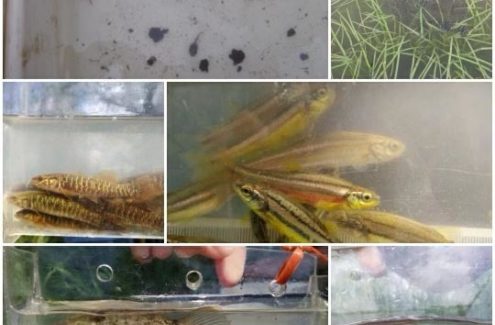 Central Mudminnow, northern red-bellied dace, white sucker, yellow bullhead and multiple other minnow species