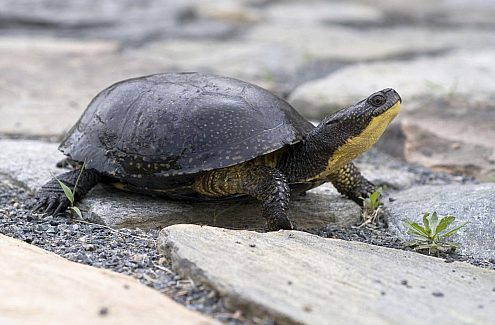 La tortue mouchetée : recherchée!