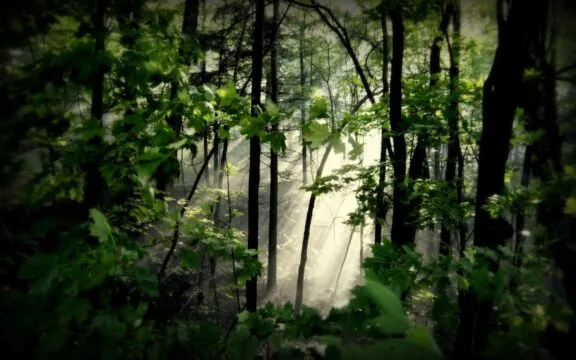 The NCC Forest Strategy