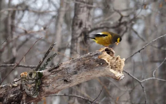 L’étiquette de l’observation des oiseaux