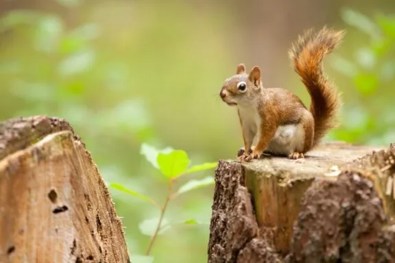 Five tips to enjoy Gatineau Park and respect wildlife