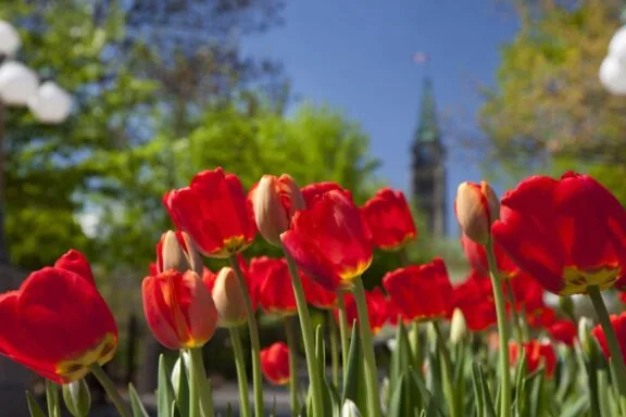 Tulips in the Capital