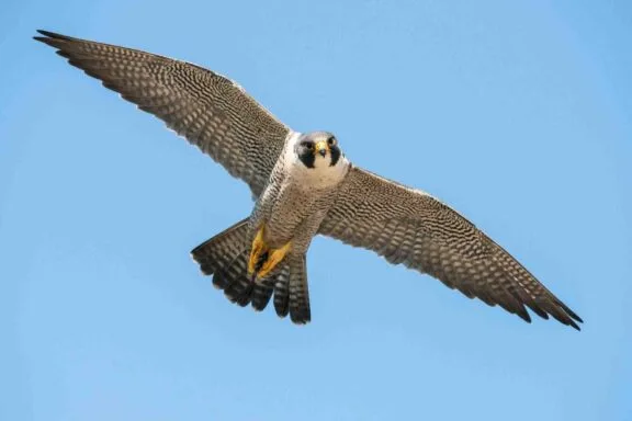 Protecting Peregrine Falcons in Gatineau Park