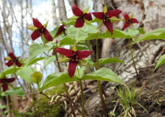Spring wildflowers in the Capital