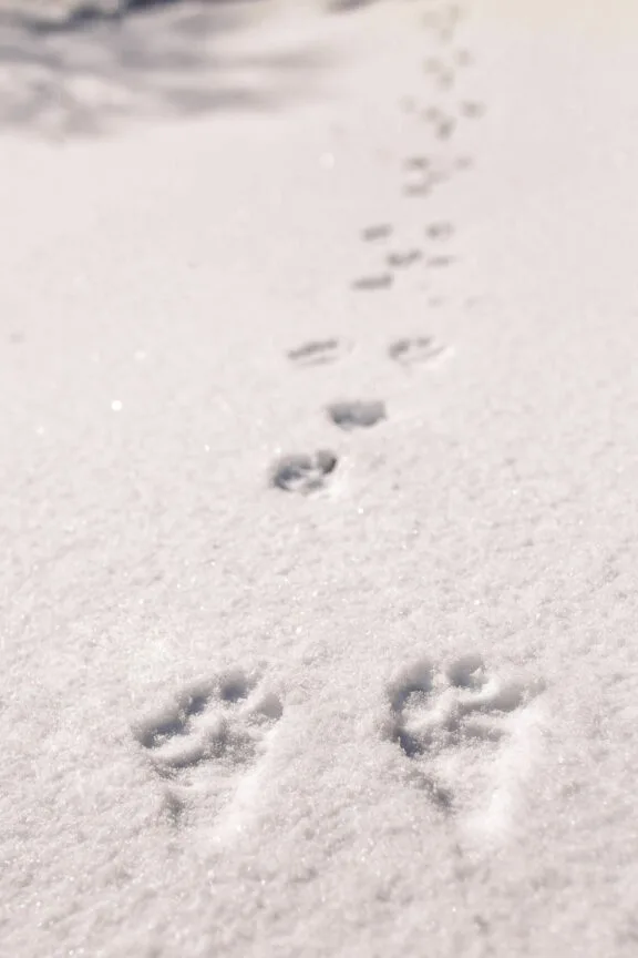 Animal Tracking on Snowshoes