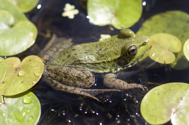 Gatineau Park Ecosystem Conservation Plan