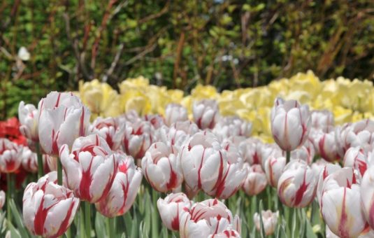 La tulipe Canada 150 : une tâche accomplie pour le plaisir et la fierté nationale