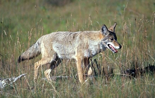 How to coexist with coyotes in the National Capital Region