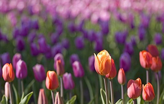 Six choses que vous ne saviez pas sur les tulipes de Gatineau et Ottawa