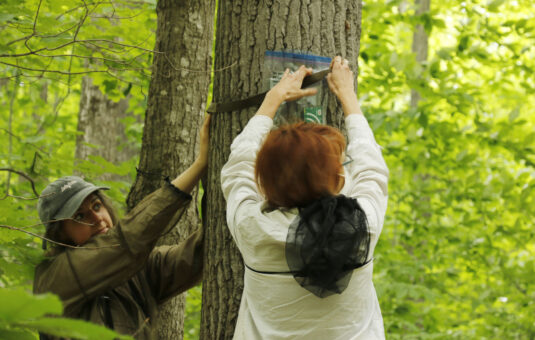Lilli and Dr. Rachel Buxton installing acoustic recording devices on a tree in Gatineau Park.