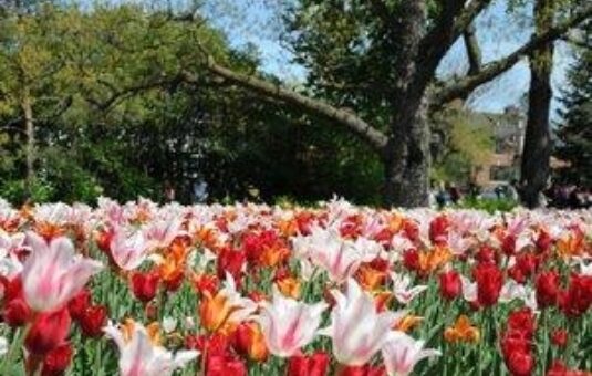 Don’t miss these Instagram-worthy tulips in the Capital this May