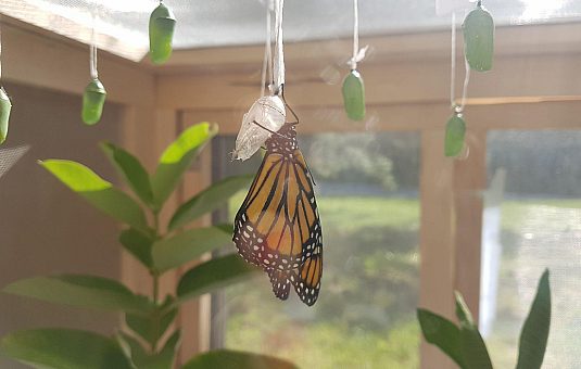 L’envol du papillon monarque