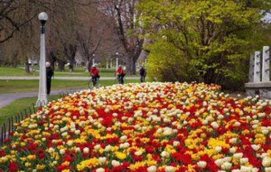 Les meilleurs endroits pour admirer les tulipes dans la capitale