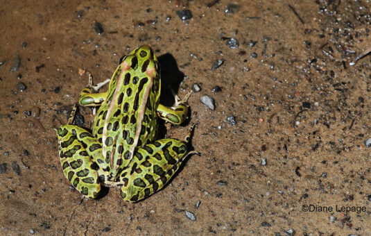 A northern leopard frog with green skin and dark brown spots.
