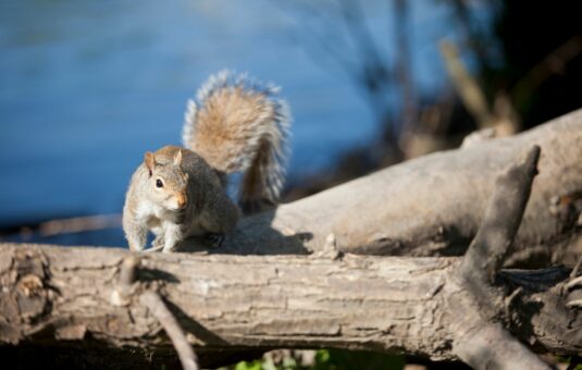 Gray quirrel on a log by the water.