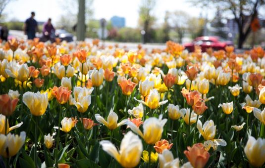 C’est le temps de planter les tulipes