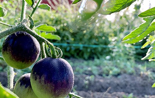 Which Greenbelt farms should you visit this summer?