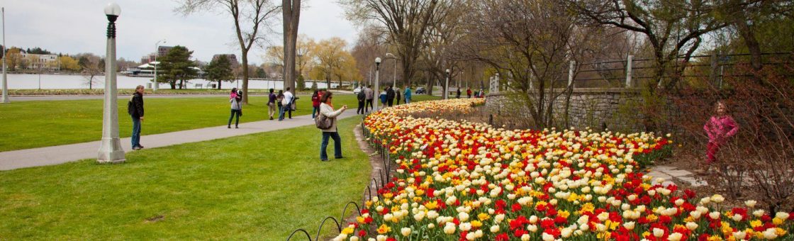 Parterres de tulipes au parc des Commissaires