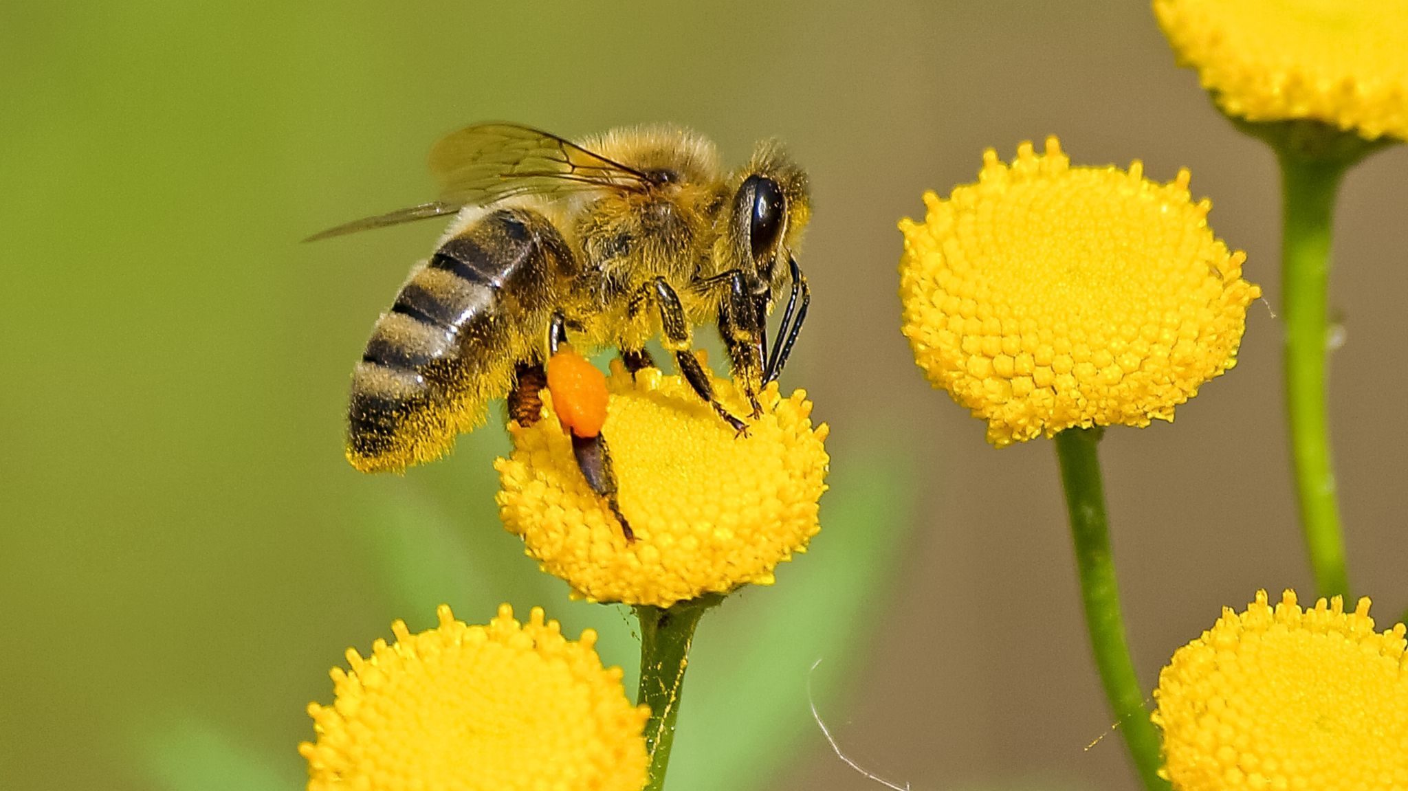 Une abeille butinant une fleur jaune.