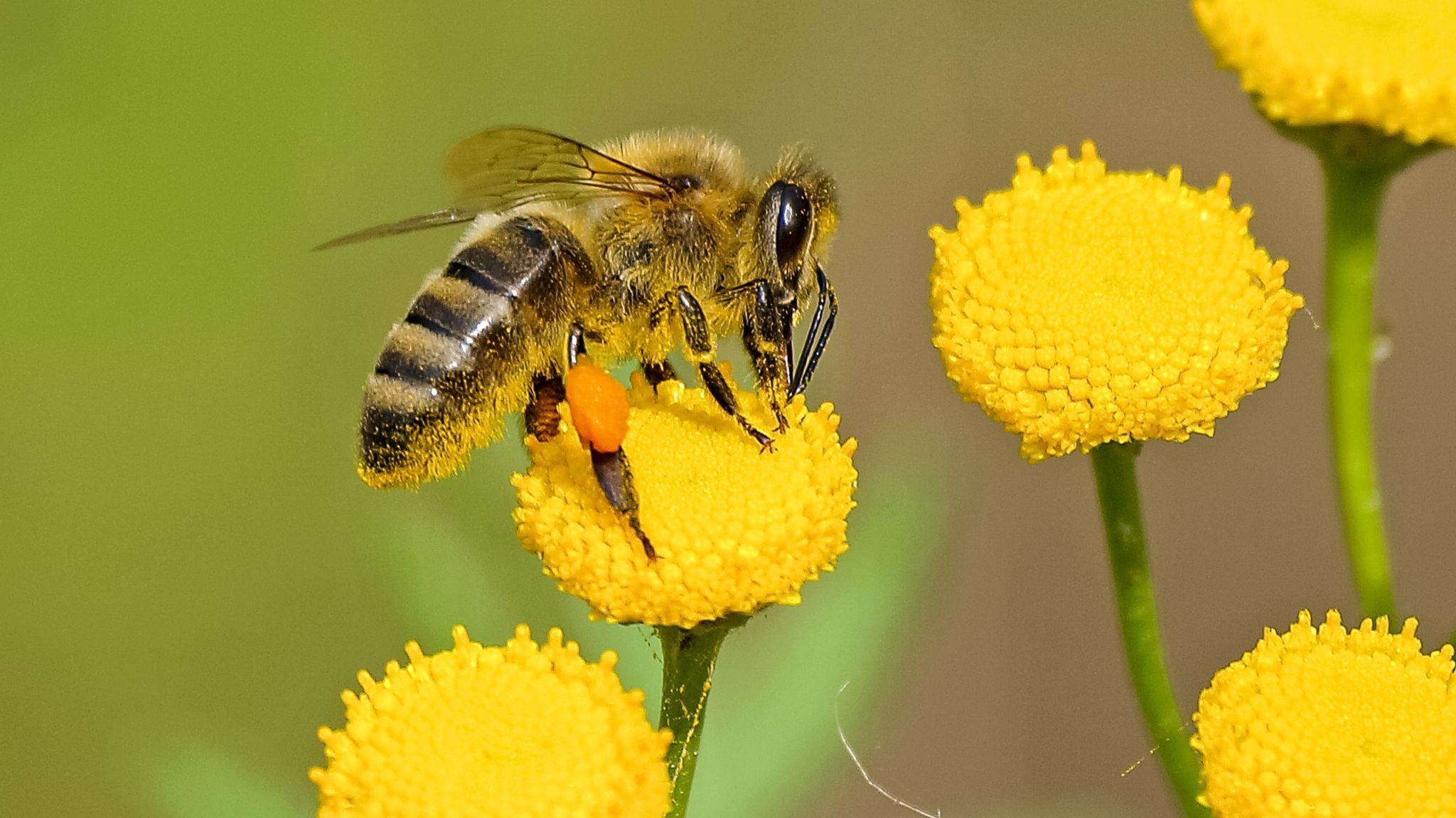 A bee on a yellow flower.