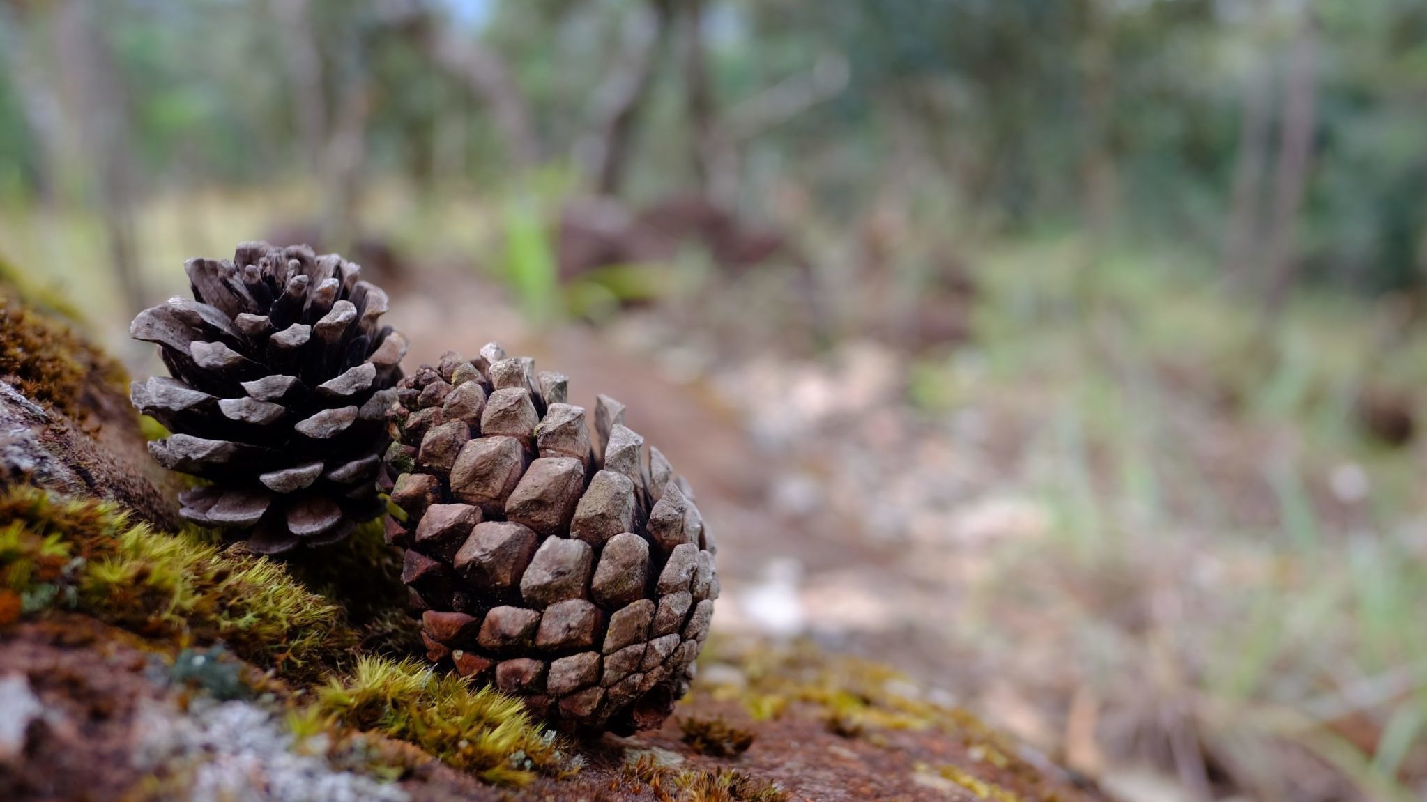 Two pine cones on a mossy rock in the forest