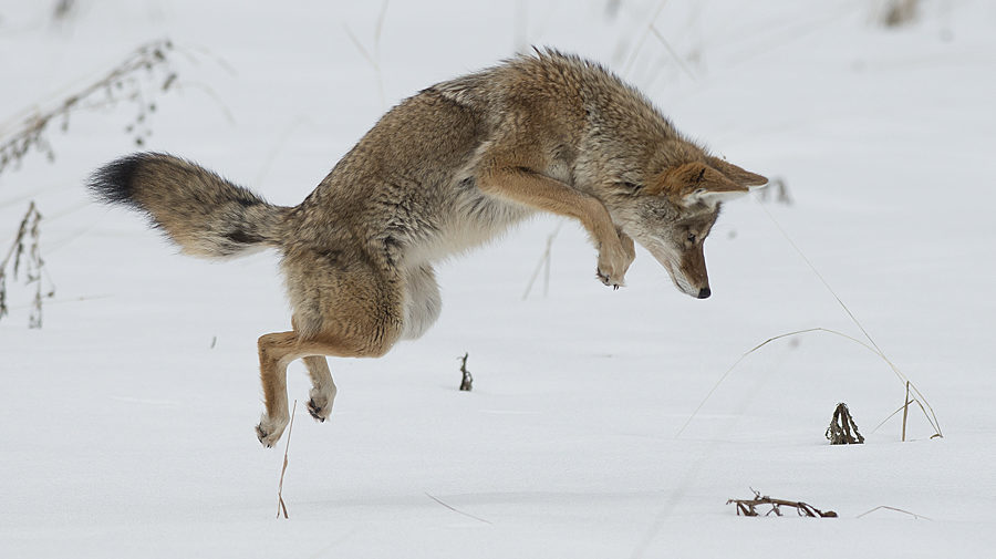 Un coyote sautant dans la neige pour trouver de la nourriture