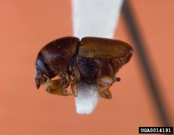 Elm Bark Beetle