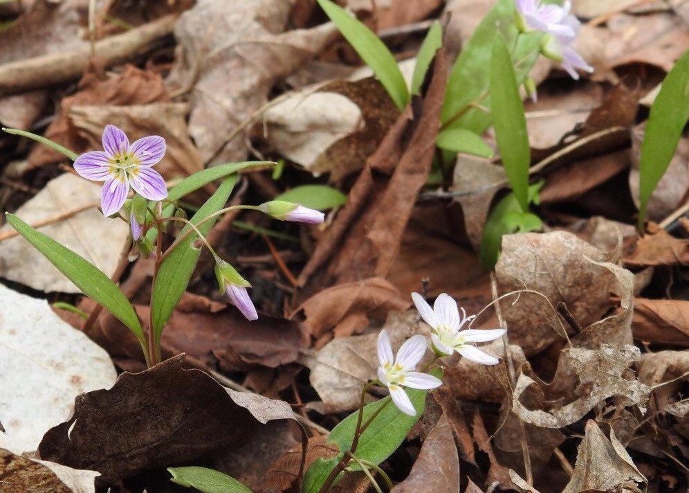Delicate white and pinkish five-petal flowers growing through a carpet of leaf litter.