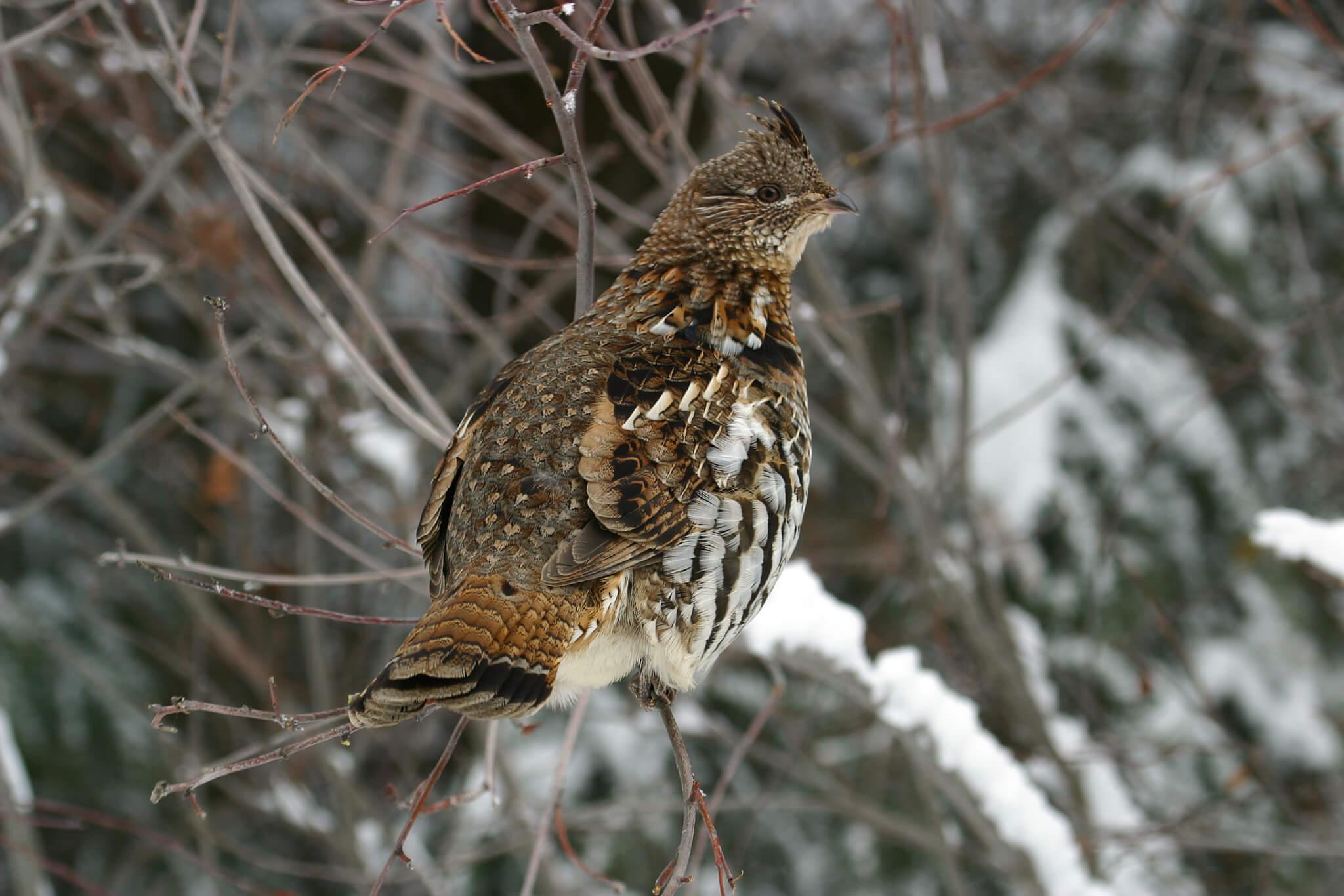A ruffed grouse perched on a tree, in winter