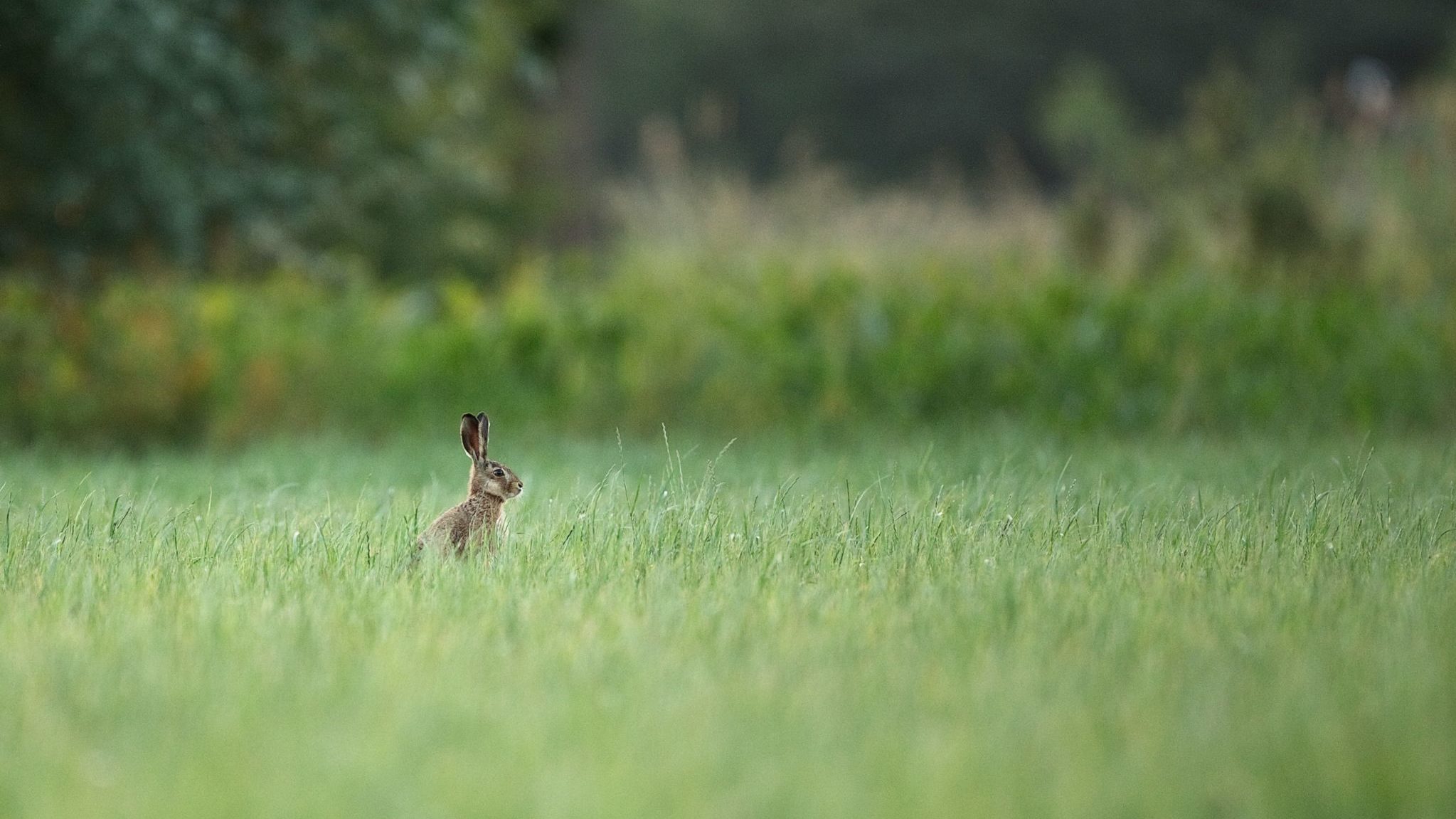 A hare in a tall grass field