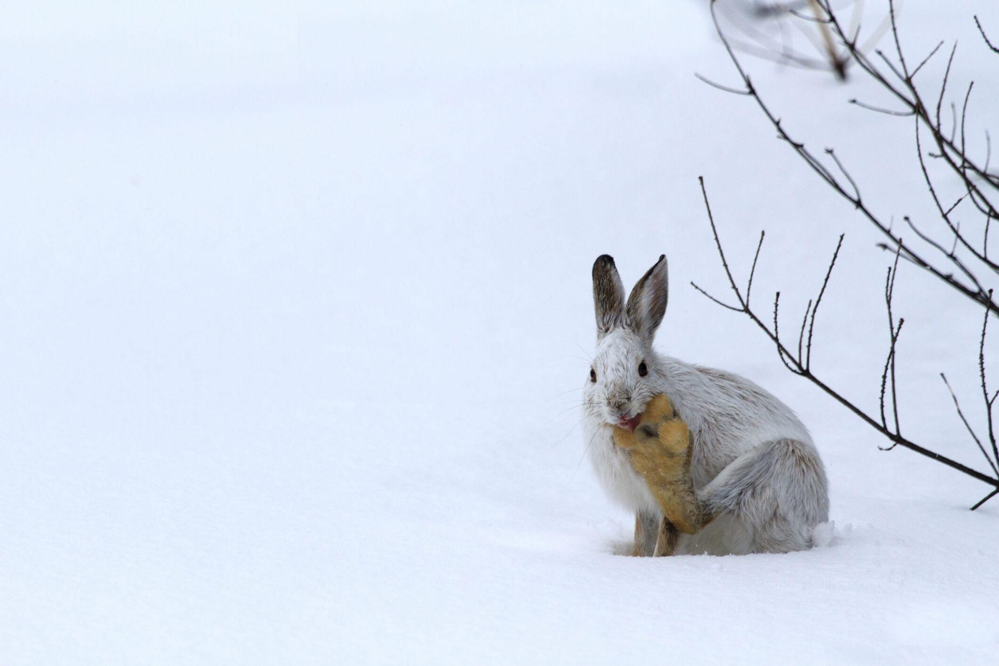 A snowshoe hare in the snow
