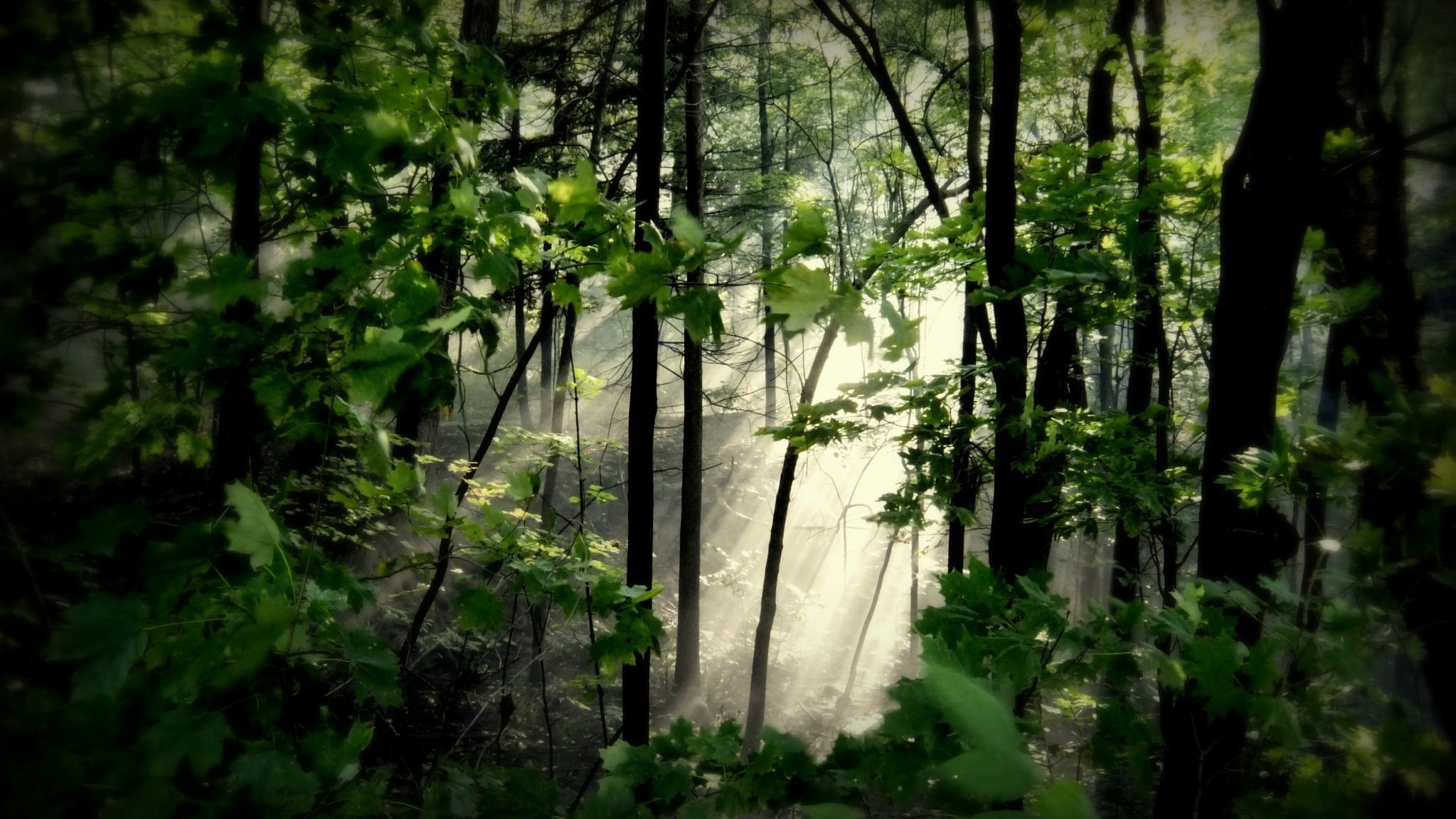 Forêt épaisse et brumeuse traversée d’un pâle rayon de soleil dans une éclaircie, au centre