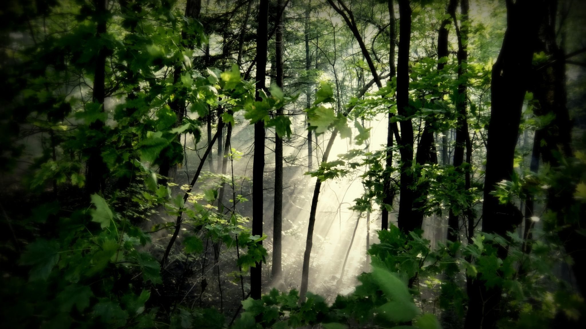 Thick, misty forest with a clearing in the centre, crossed by a pale ray of sunshine.