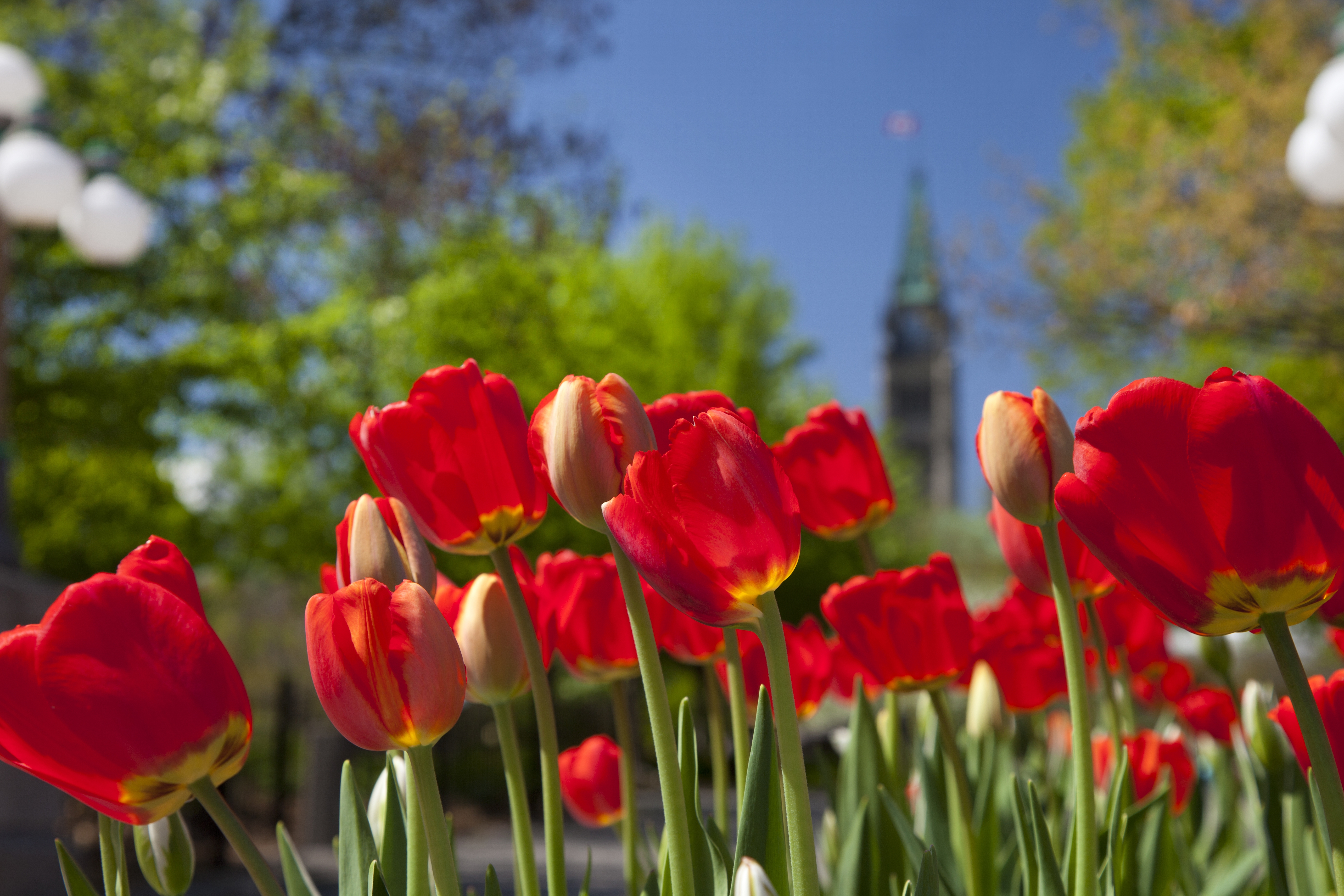 Red tulips with parliament and trees in the background