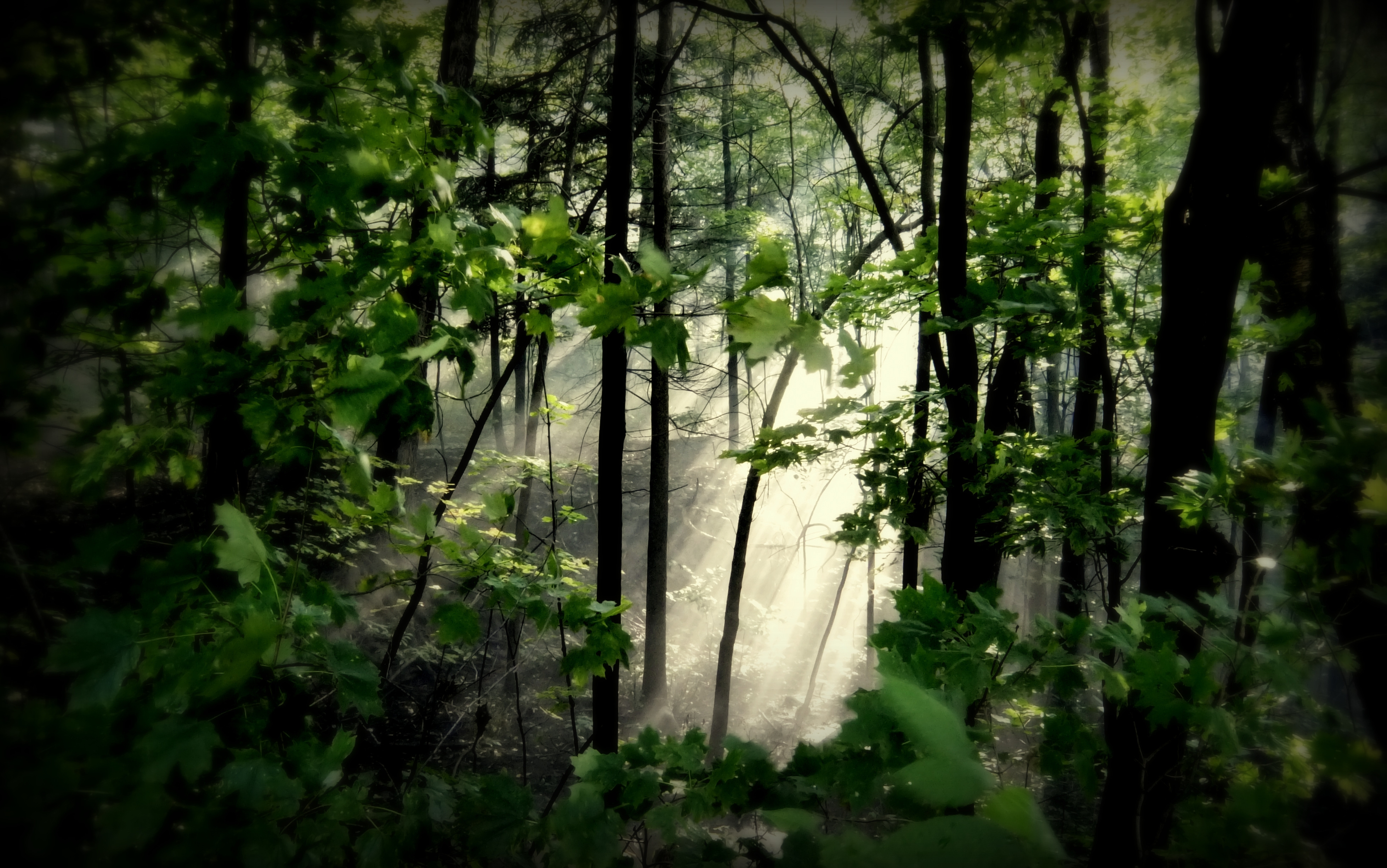 Thick, misty forest with a clearing in the centre, crossed by a pale ray of sunshine.