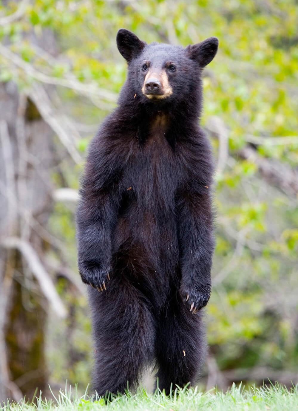 A black bear, standing on its hind legs