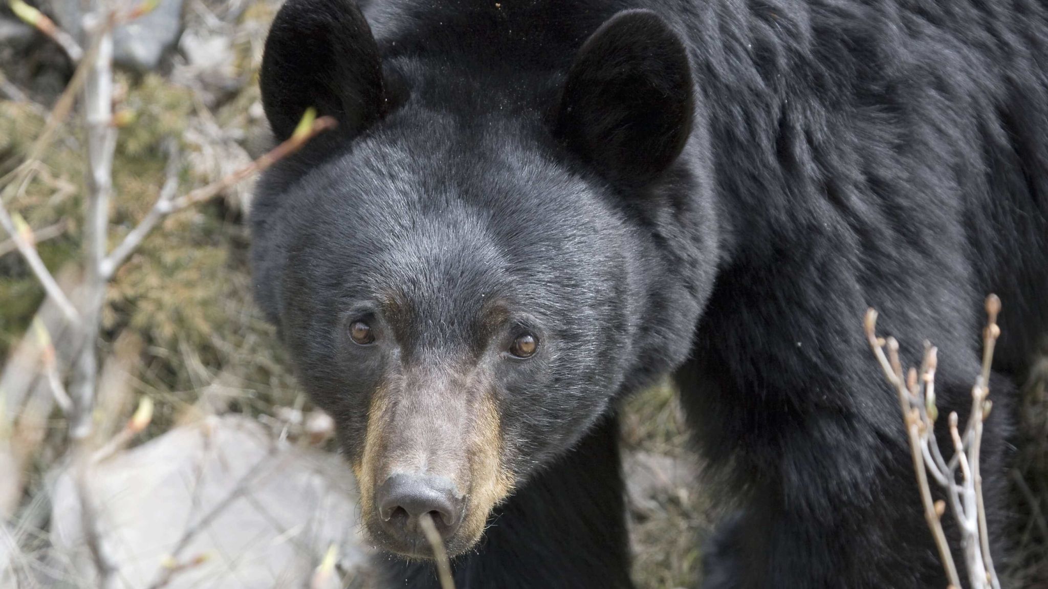 Five tips to enjoy Gatineau Park and respect wildlife - National ...