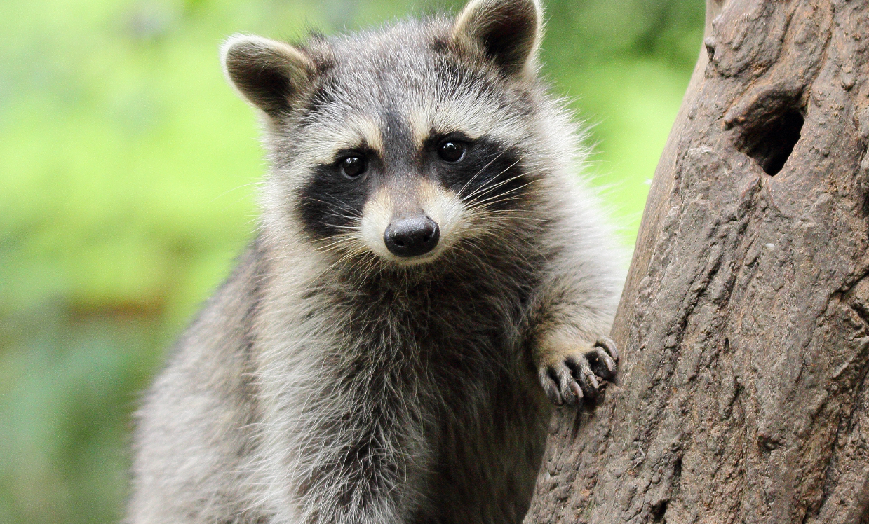 Raccoon