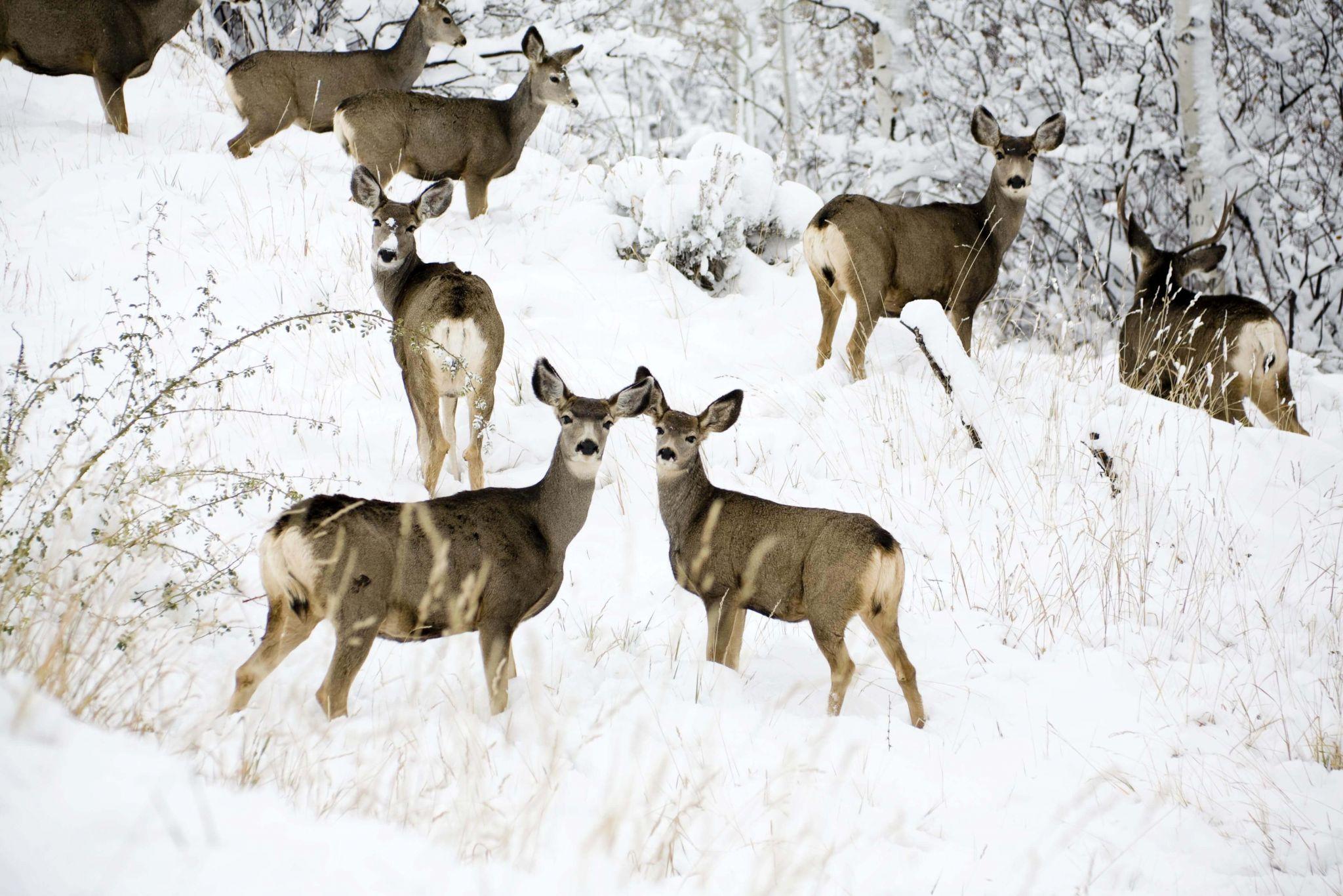 Huit cerfs de Virginie dans la neige.