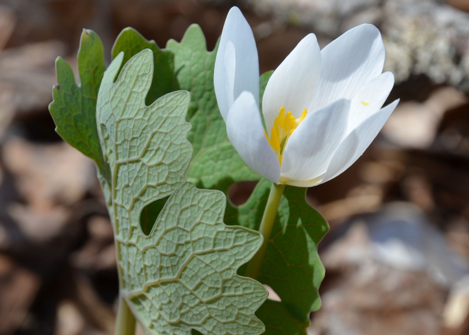 Single half-closed white flower, and large, lobed leaf.