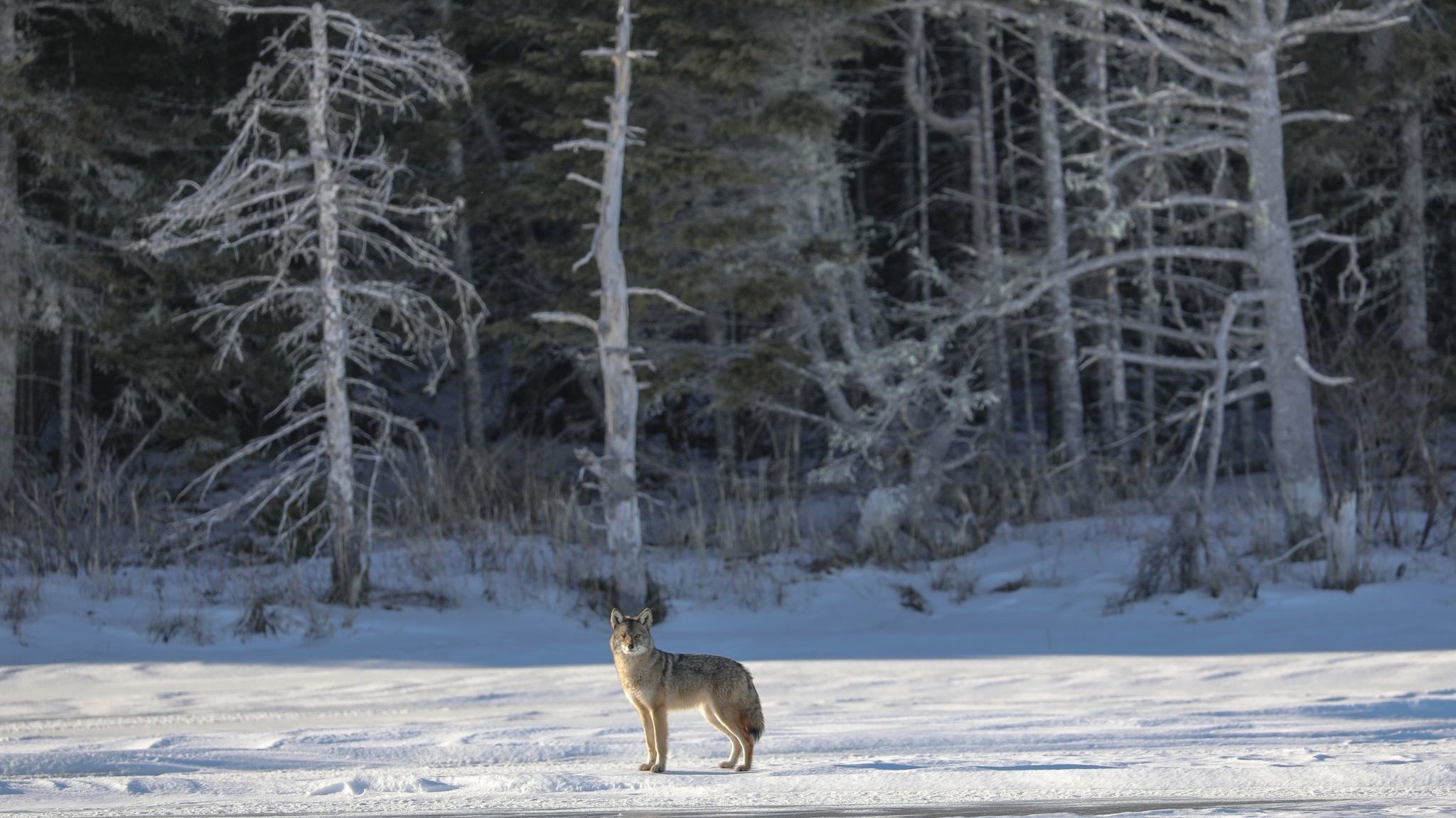 A coyote in winter at the edge of the forest in Gatineau Park