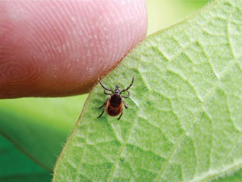 Blacklegged tick